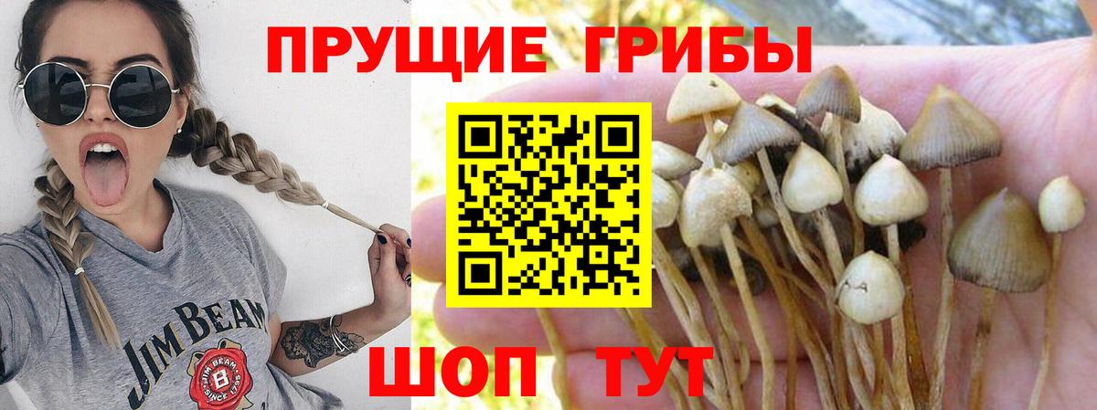 Галлюциногенные грибы Cubensis Кулебаки